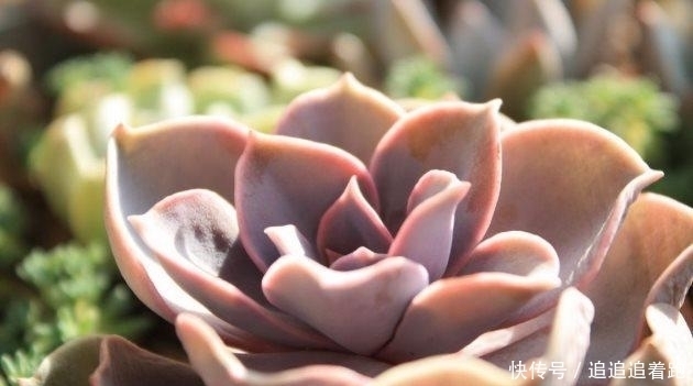 多肉植物夏天要断水处理不好,小心多肉集体阵亡