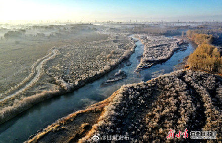 湿地|民勤：雾凇浸染芦苇荡 天鹅畅游石羊河