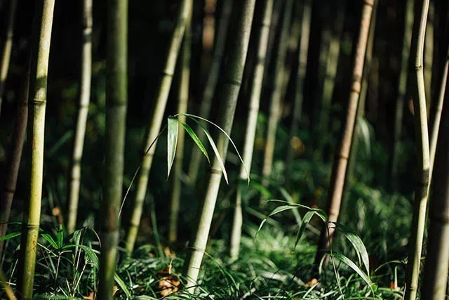 家训&王阳明家训:短短96字,却是孩子一生做人的基础!