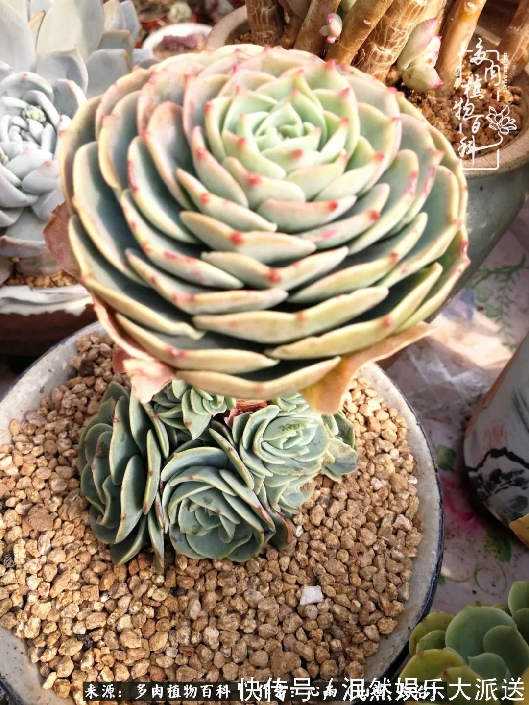 蚧壳虫|为肉痴狂!多肉植物也会用最美的容颜报答我们的勤劳付出!