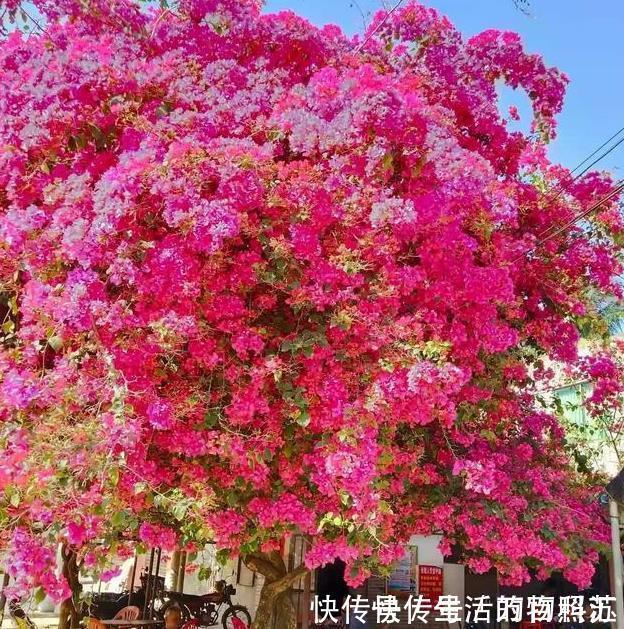 适应能力|三角梅这样来养护,爆盆开花不是梦,阳台庭院变花园