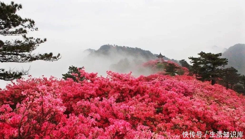 最美人间四月天，贵州毕节百里杜鹃，重庆金佛山杜鹃