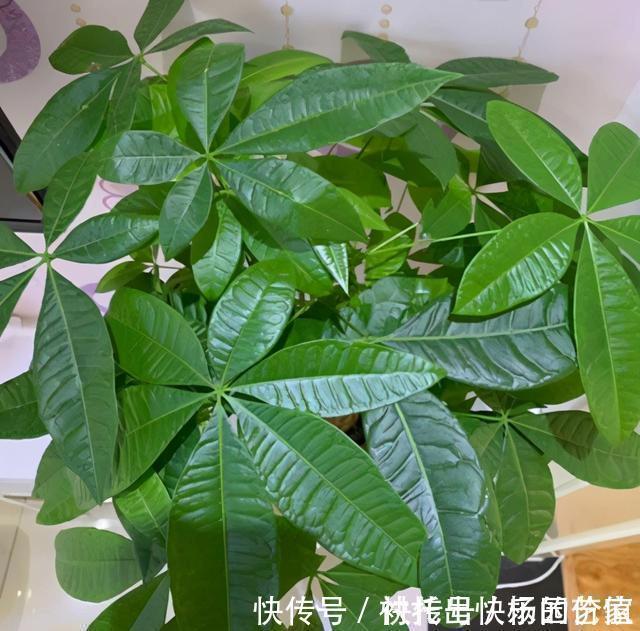 蟹爪兰|天冷后,这几种花就得“穷养”,不施肥、少浇水,越长越旺