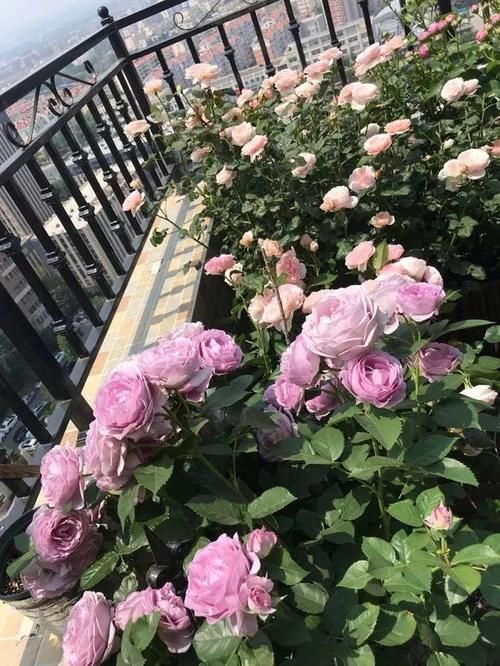 松针土|如果你有5个“坏习惯”,恭喜你,是养花高手!