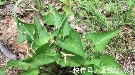 紫花|农村地里到处都是的野草,人称“犁头草”,药用价值高,值得重视