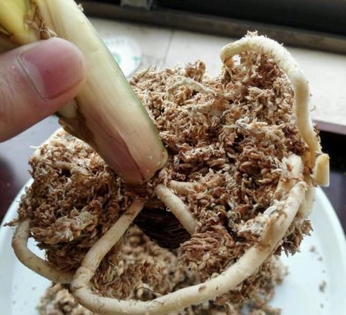 根系|让君子兰“快生根”用上1种“好宝贝”,2周长满狗牙根