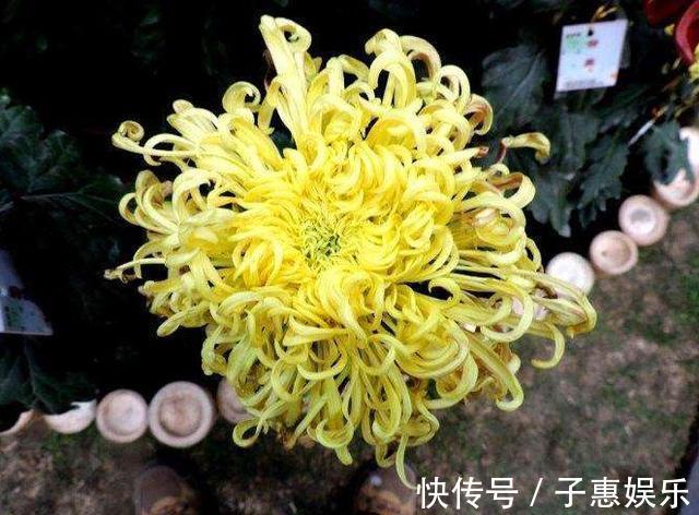 喜欢菊花，不如养盆“菊中珍品”国华强大，柔美高雅，一次开爆