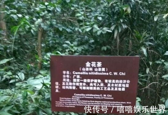 泡水|此茶花为我国独有,被誉为“植物黄金”,通体金黄,有钱难买到!