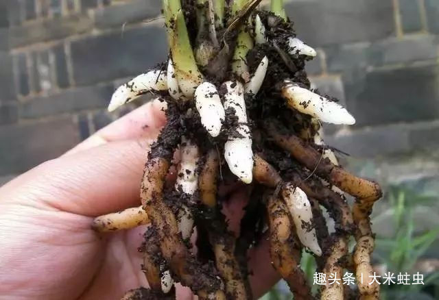 一棵品相绝佳，年年开花的好兰花，根系一定又白又壮