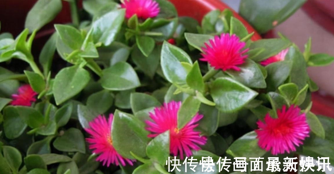 价格不菲的“三吊兰”,适合“封闭阳台”养护,叶色鲜艳还勤花