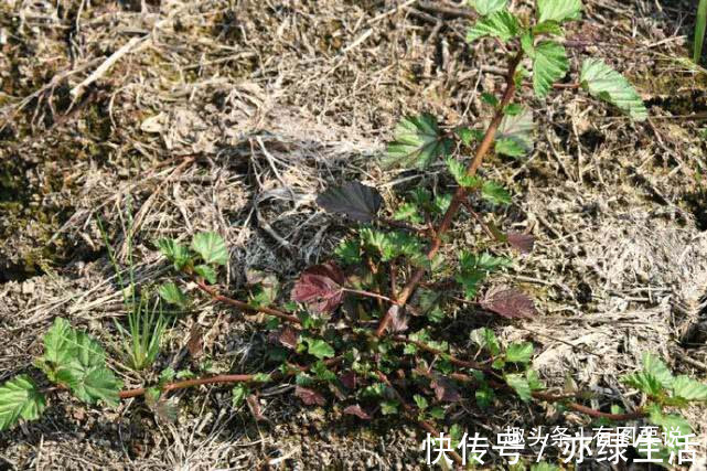 马松子|它是天然“皮炎平”,专治皮肤病,长在玉米地常遭踩踏