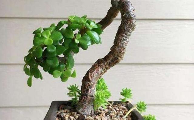 苍劲|金枝玉叶这么养,枝干苍劲有力,造型漂亮颜值高,变成盆景价值大