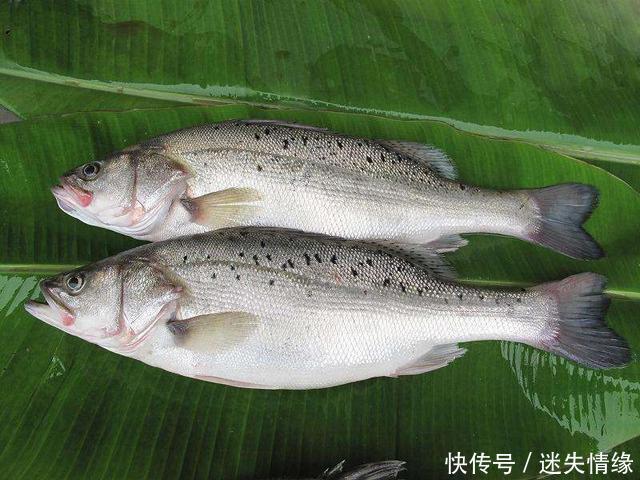 美国|鱼从美国引进,肉质鲜美蛋白高,养殖前景广,一斤卖28元