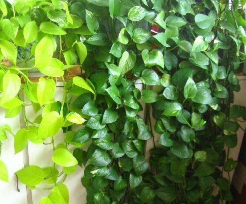 绿萝长得慢、叶子小,掌握4个养护要点,长势旺盛,叶子浓绿