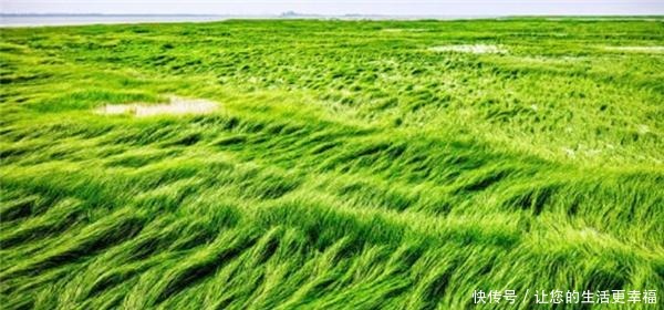 白居易|背了这么多年的“离离原上草”,“离离”啥意思多少人蒙圈了