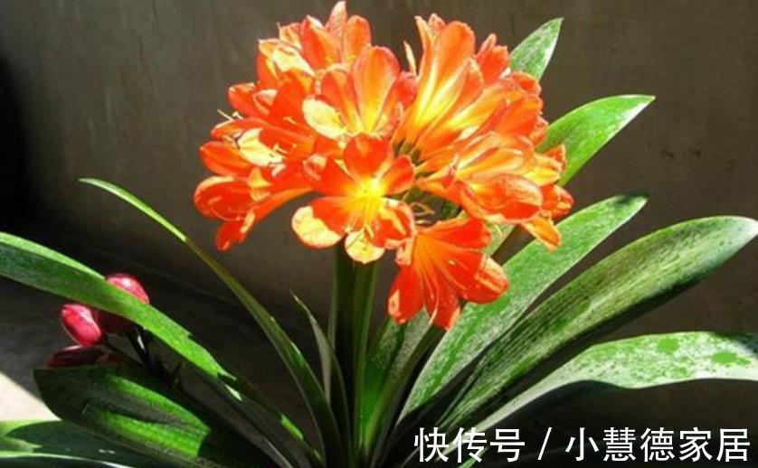 植株|君子兰怕“三高”，及时避开才能长出好状态，叶片挺拔如折扇