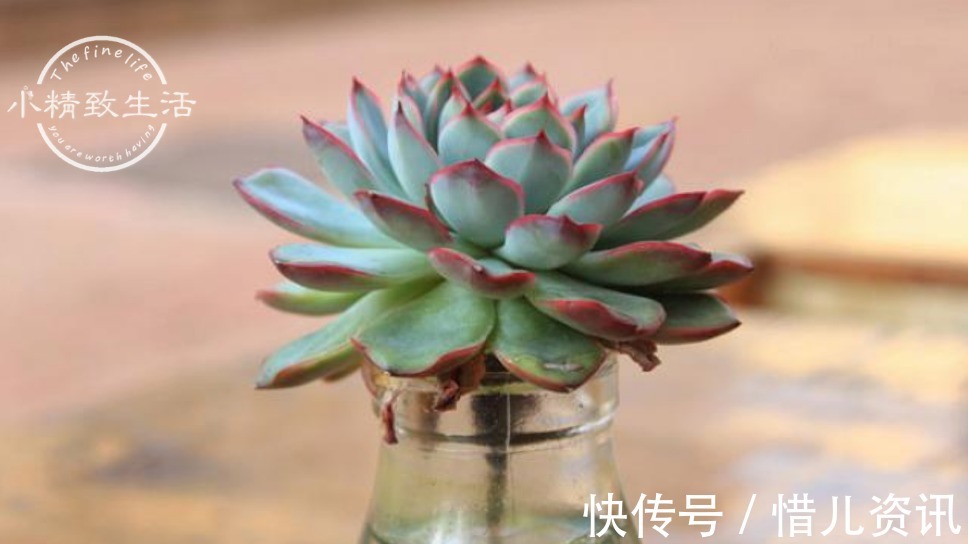 根系|不喜水的多肉,却可以水培2种操作方法,肉肉照样出状态