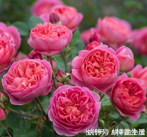 养护|夏天养这4种花，千万别淋雨，一沾水就黄叶掉花苞，记得搬进屋