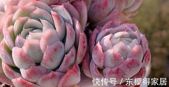 色彩斑斓|多肉冰梅这么养,能爆盆易变美,色彩斑斓惹人醉,还有迷人的香味