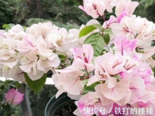 冬天就养这些开花植物,养护的好整个冬天花开不断