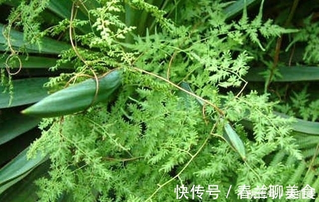 宝贝|这植物叫“金沙藤”,整株都是很好的宝贝,对咳嗽还有很大的用处