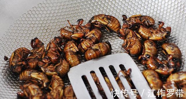 身体不适|吃“知了猴”有什么危害?多数人可能还不清楚,吃前不妨先了解下