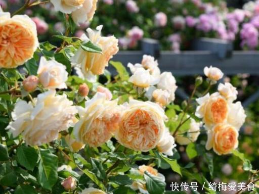 土质|月季盆栽要领分享：作为养花人，收藏这一篇就够了！