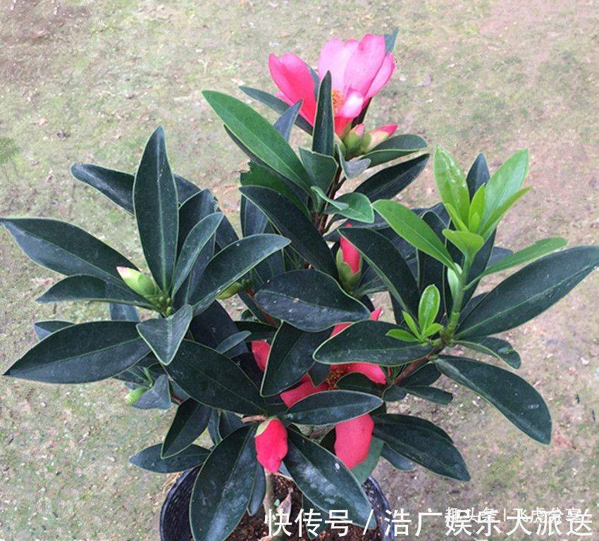 五种常年不落花的居家盆栽,花开四季,比长寿花好看还好养