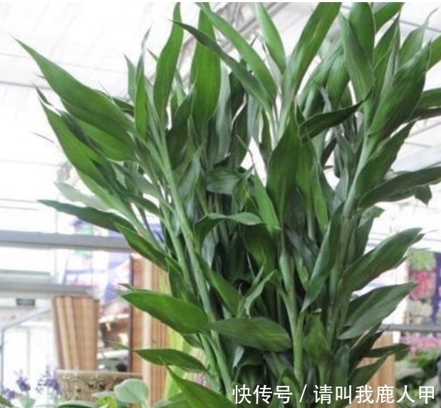 贺望兰|客厅最适合养“3种花”,旺人又聚财,寓意美好,收获幸福