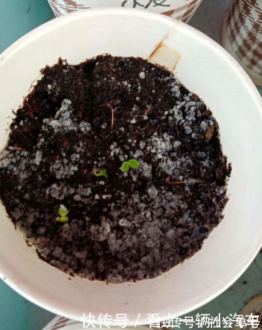 养花|养花技巧：花盆里出现这个，抓紧换盆，不然一浇水就死翘翘