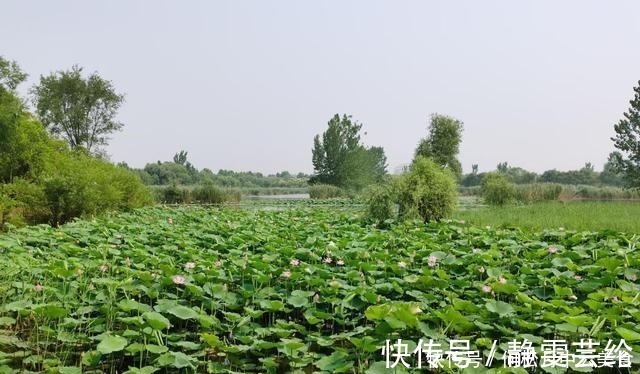 西湖|接天莲叶无穷碧，映日荷花别样红，炎炎夏日，一起感受荷花的美好！