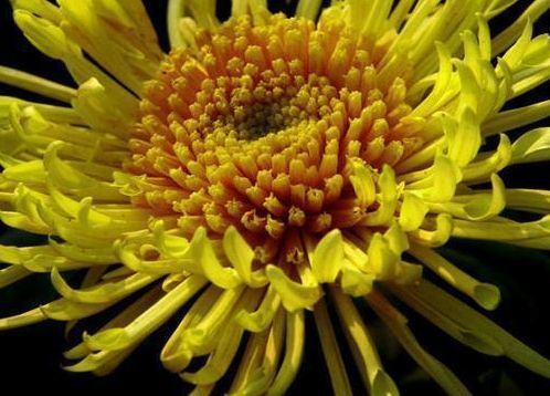 喜欢菊花,就养这几盆“菊中珍品”,红艳佳人,娇艳欲滴!