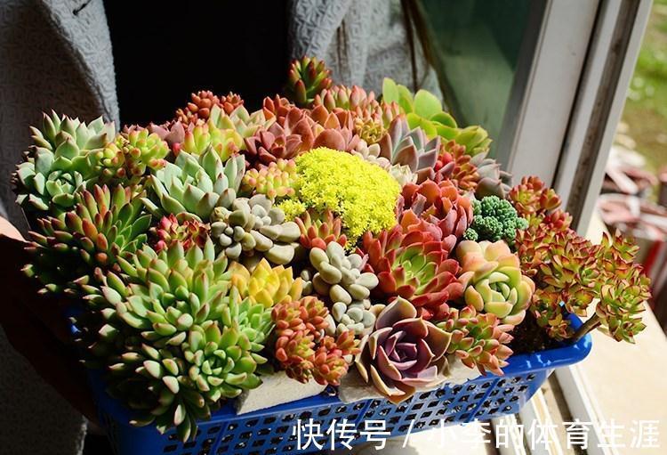 养多肉,盆栽不忽略这4点,茎叶就会发蔫、养不肥