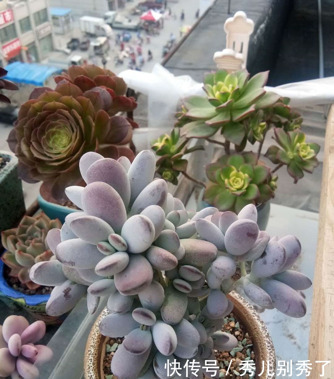 养多肉还在买土，你真的out了！