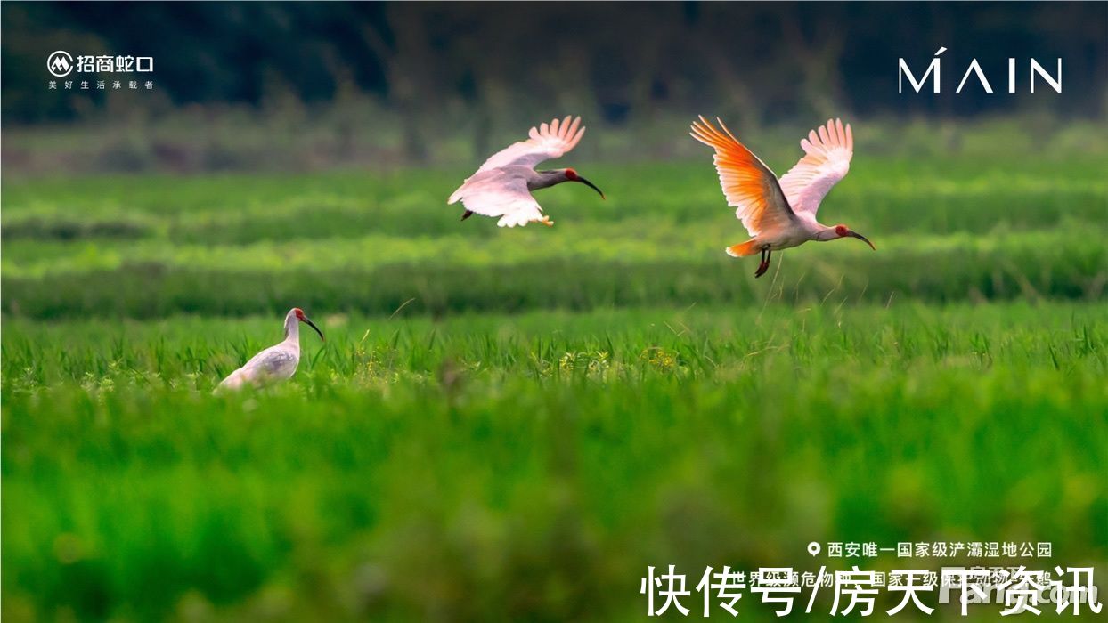 招商|招商央玺新拍现场图片,实时了解楼盘新动态