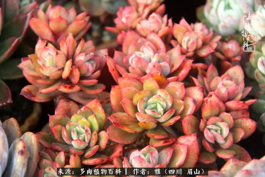 养多肉六年,从痴迷到佛系,世事漫随流水,唯有喜爱永恒!