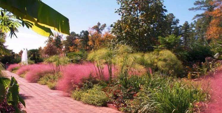 太美了这些草比花还漂亮,第一种就迷倒很多人