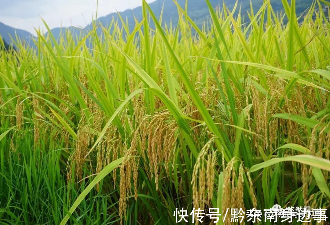 雷山|九月的雷山，怎么少得了梯田的点缀