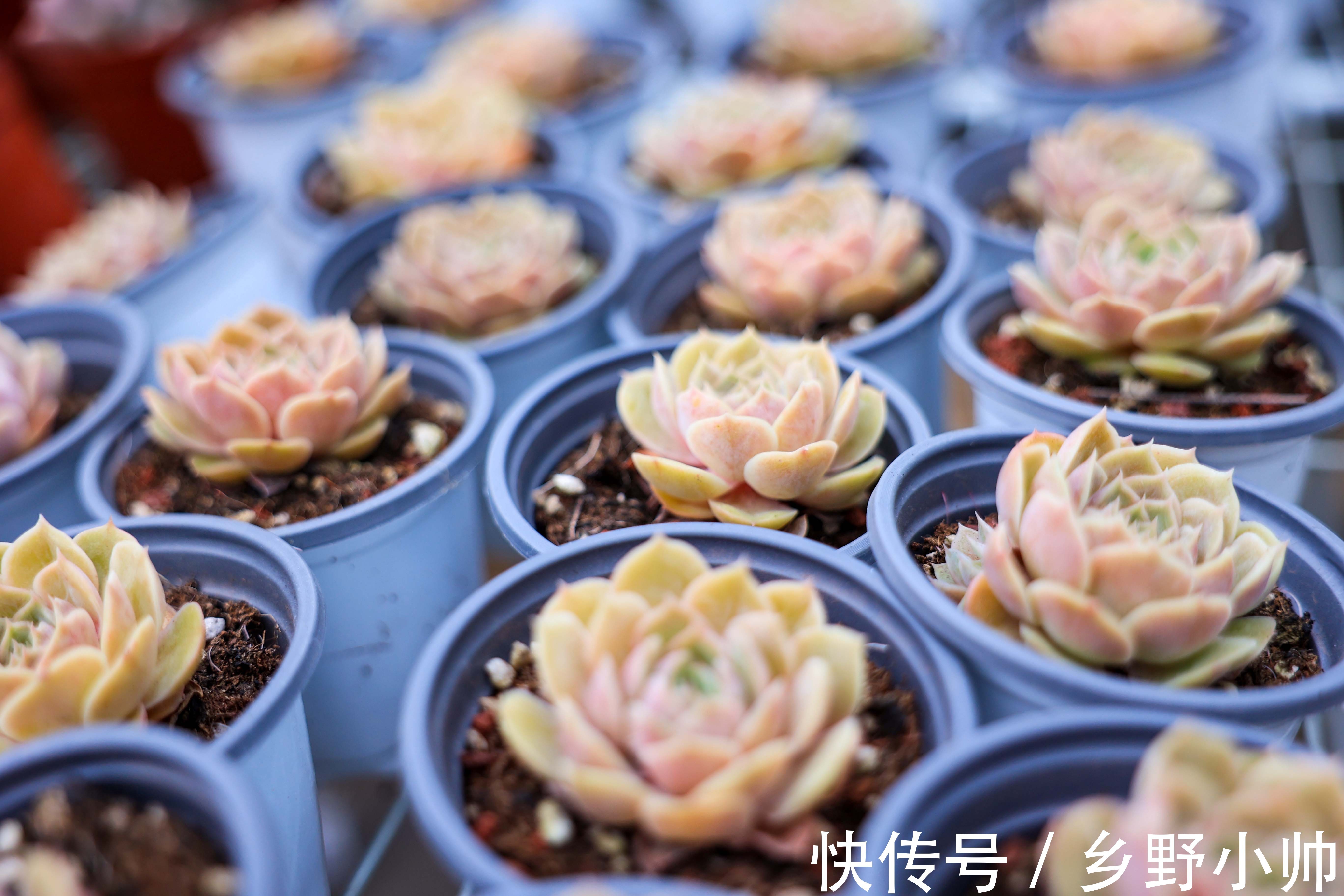 美杜莎|入秋后的第二次上新,多肉开始慢慢出状态,收获不一样的风景