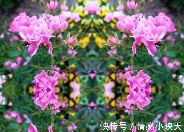 蔷薇花|爱在思念中,美好的爱情就在一束蔷薇花的花语中!