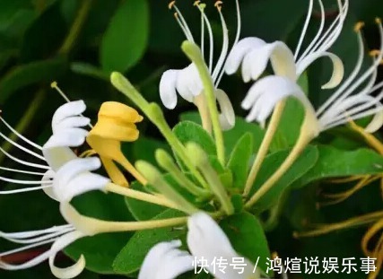 阳台就养这几种花,好养又好看,关键是还能泡茶喝!