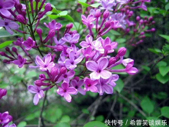 此花是忧愁也是思念,有着最为高贵的色彩,是跨越空间的思念