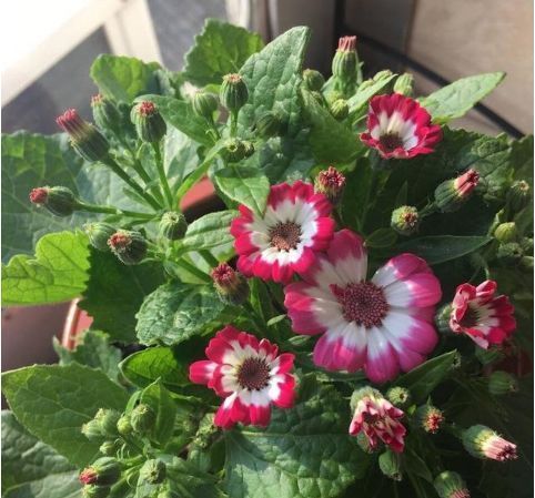 长寿花、栀子花、瓜叶菊等不开花、花苞少用点这个,喷啥啥开花