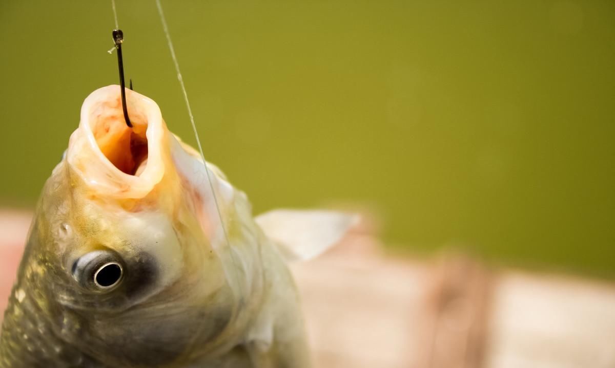 初春回暖垂钓依然有难度，不掌握这些技巧，爆护是不可能的