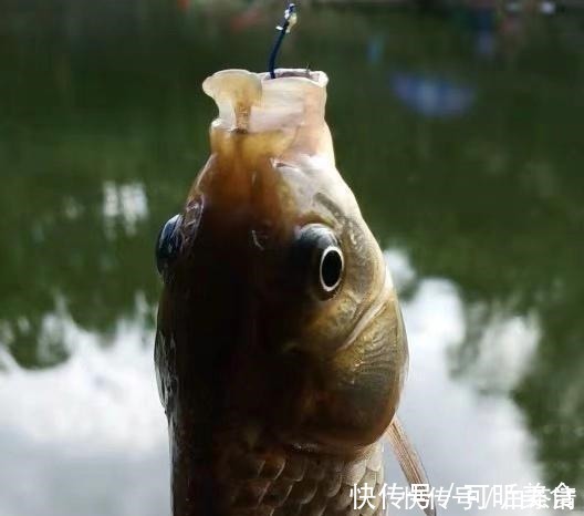 红薯|钓了18年鱼后才明白,红薯经过这样“加工”以后,钓大鲤鱼特有效!