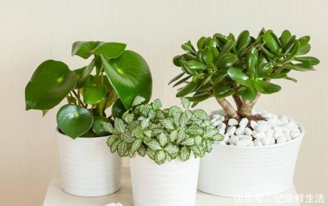 玉树美如玉，氮肥不可少，大豆做肥是技巧！