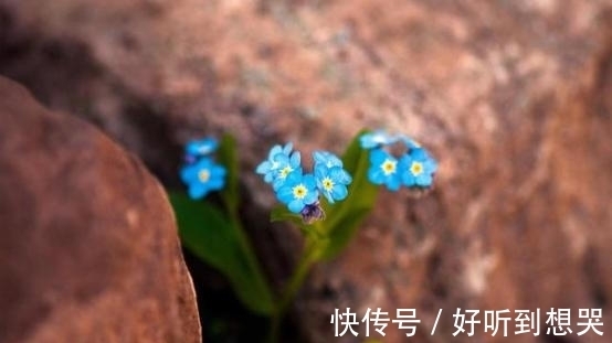 乐章|8月底，桃花盛开，月老牵线，爱意迸发，难以抵挡，谱写幸福乐章