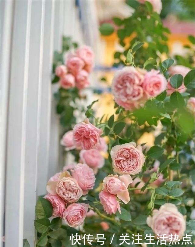 旧农舍改造成花园，一年四季花开不断，邻居看了羡慕的不得了！