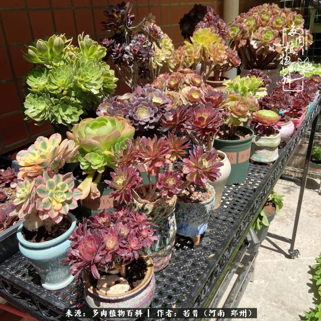 迷你小院儿,种满多肉、花草和蔬果,沉醉在自己的世外桃源!