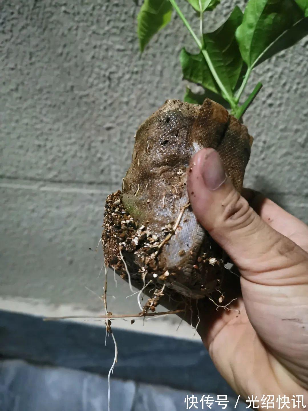 大粗杆插土里，7天生根，当年结果压弯枝，不用买水果了！